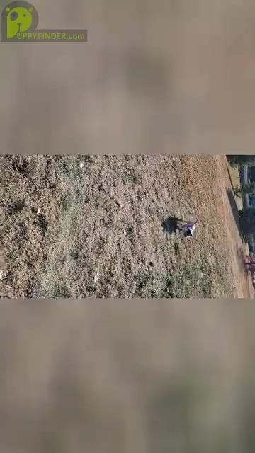 Video preview image #6 American Bully Puppy For Sale in MARTELL, NE, USA