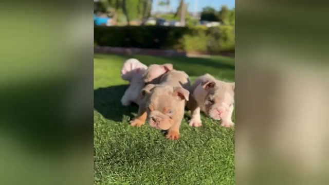 Video preview image #1 English Bulldog Puppy For Sale in ATLANTA, GA, USA