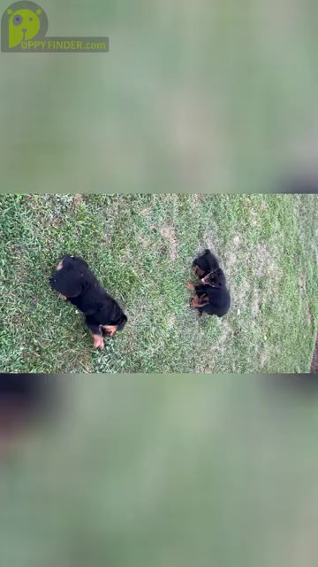 Video preview image #4 Rottweiler Puppy For Sale in BULLS GAP, TN, USA