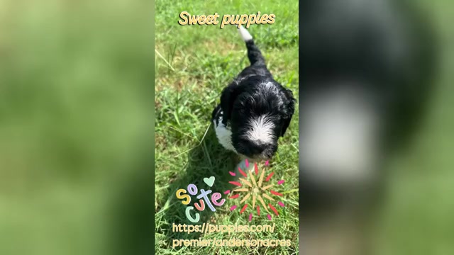 Video preview image #1 Goldendoodle Puppy For Sale in EDMOND, OK, USA