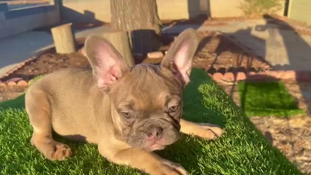 Video preview image #4 French Bulldog Puppy For Sale in ANAHEIM, CA, USA