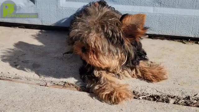 Video preview image #2 Yorkshire Terrier Puppy For Sale in PFLUGERVILLE, TX, USA
