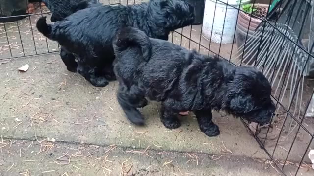 Video preview image #1 Chinese Shar-Pei-Poodle (Standard) Mix Puppy For Sale in PORTLAND, OR, USA