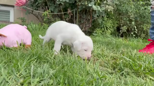 Video preview image #1 Dogo Argentino Puppy For Sale in EAGLE MOUNTAIN, UT, USA