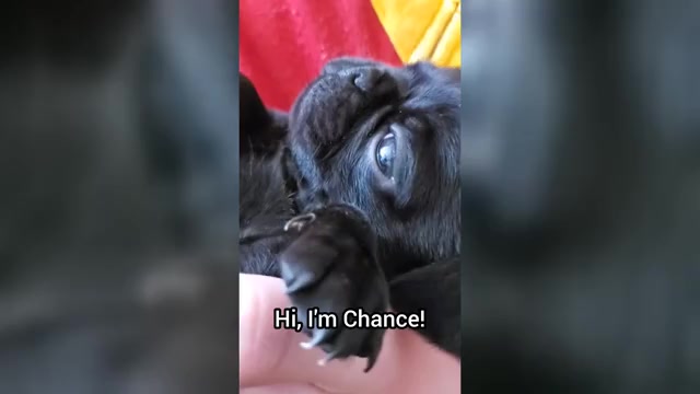 Video preview image #6 Pug Puppy For Sale in LYNDON CENTER, VT, USA