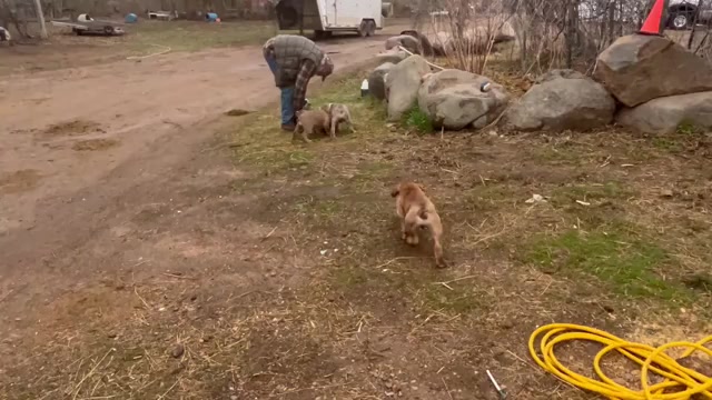 Video preview image #5 Olde English Bulldogge Puppy For Sale in CHETEK, WI, USA