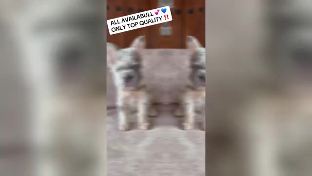 Video preview image #1 French Bulldog Puppy For Sale in LOS ANGELES, CA, USA