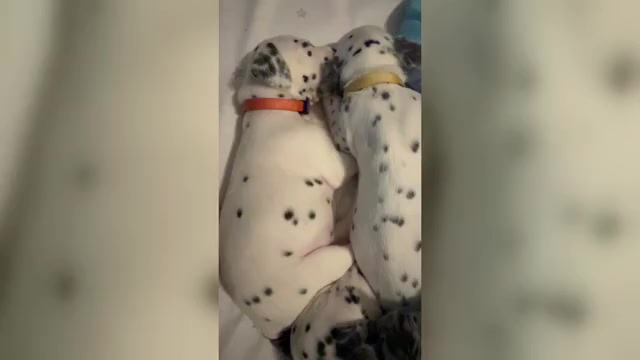 Video preview image #1 Dalmatian Puppy For Sale in FORT WORTH, TX, USA