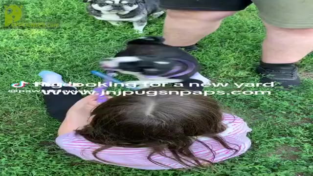 Video preview image #1 Pug Puppy For Sale in Abilene, KS, USA