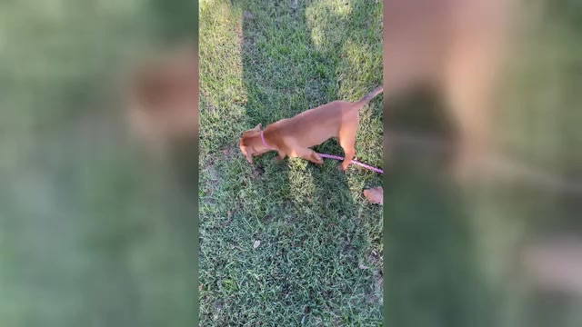Video preview image #4 Redbone Coonhound Puppy For Sale in DEXTER, MO, USA
