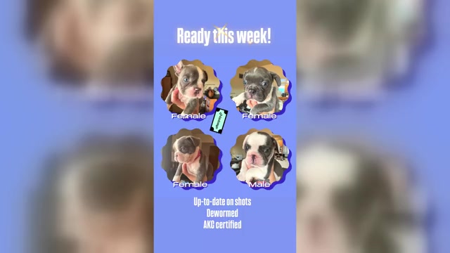 Video preview image #2 French Bulldog Puppy For Sale in TUCSON, AZ, USA