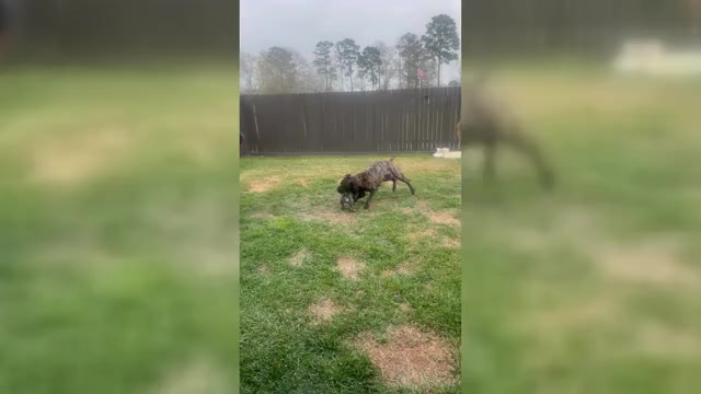 Video preview image #7 Cane Corso-Mastiff Mix Puppy For Sale in NEW CANEY, TX, USA