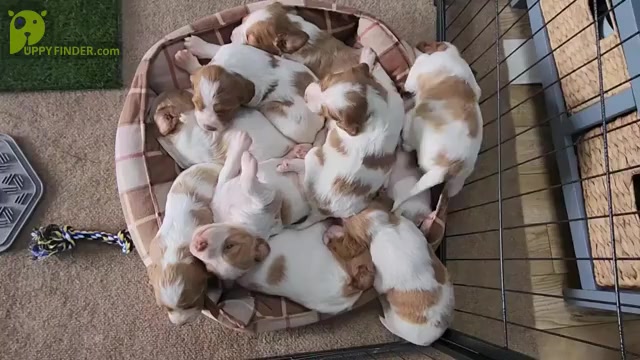 Video preview image #3  Breeder Profile in HORTENSE, GA, USA