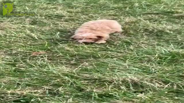 Video preview image #1 Poodle (Toy) Puppy For Sale in WARSAW, IN, USA