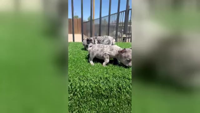 Video preview image #1 French Bulldog Puppy For Sale in HOUSTON, TX, USA