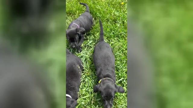 Video preview image #3 Labrador Retriever Puppy For Sale in NEOLA, WV, USA