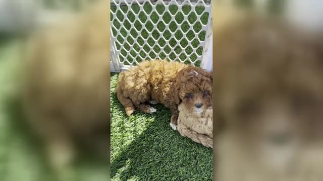 Video preview image #3 Goldendoodle (Miniature) Puppy For Sale in APTOS, CA, USA