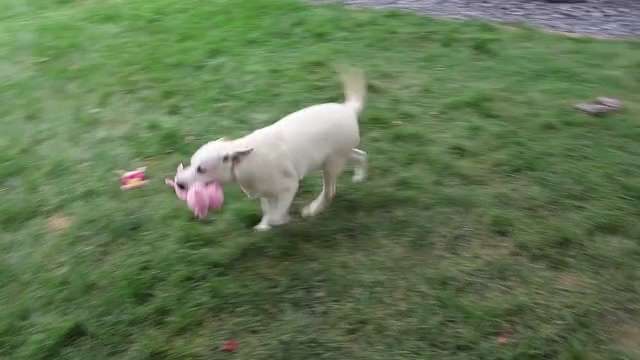 Video preview image #1 Labrador Retriever Puppy For Sale in SYRACUSE, IN, USA