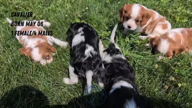 Video preview image #6 Cavalier King Charles Spaniel Puppy For Sale in GOSHEN, IN, USA