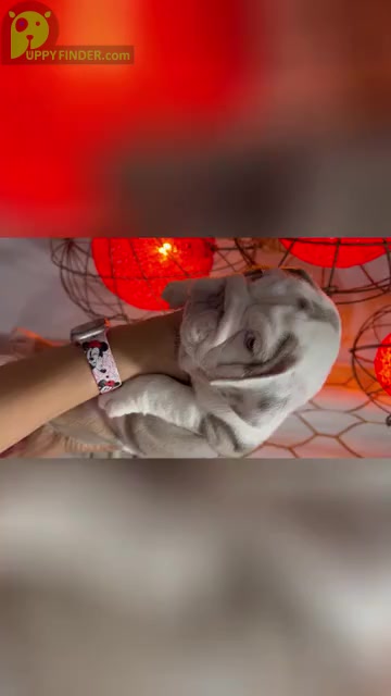 Video preview image #2  Breeder Profile in LAWRENCE, IN, USA