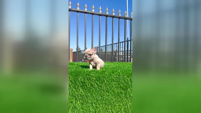Video preview image #2 French Bulldog Puppy For Sale in BROOKLYN, NY, USA