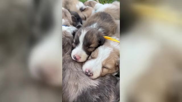 Video preview image #2 Border Collie Puppy For Sale in MESA, WA, USA