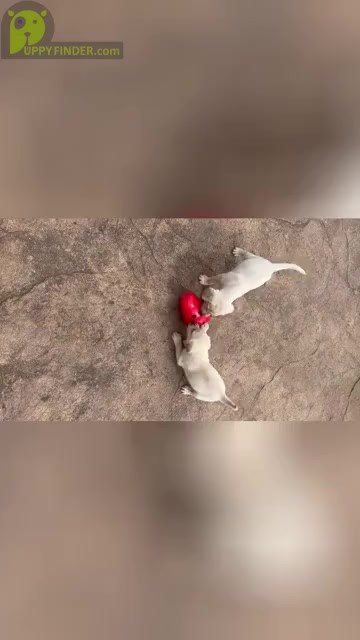 Video preview image #1 Labrador Retriever Puppy For Sale in BRANDY STATION, VA, USA