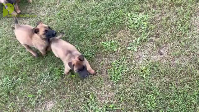 Video preview image #3 Belgian Malinois Puppy For Sale in GREENVILLE, NC, USA
