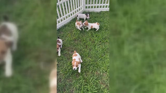 Video preview image #2 Jack Russell Terrier Puppy For Sale in LEDBETTER, TX, USA