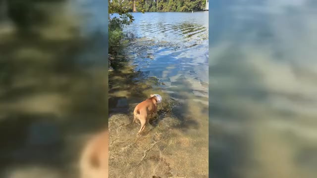 Video preview image #2 Olde English Bulldogge Puppy For Sale in AUSTIN, TX, USA