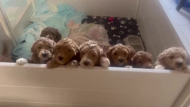 Video preview image #1 Goldendoodle (Miniature) Puppy For Sale in LOVES PARK, IL, USA