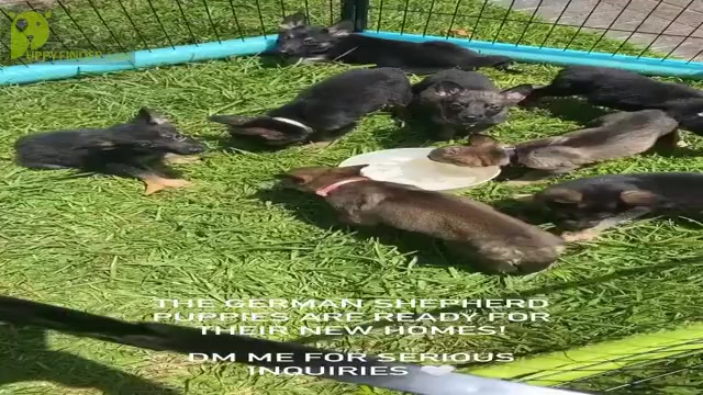 Video preview image #1 German Shepherd Dog Puppy For Sale in PINE BLUFF, AR, USA