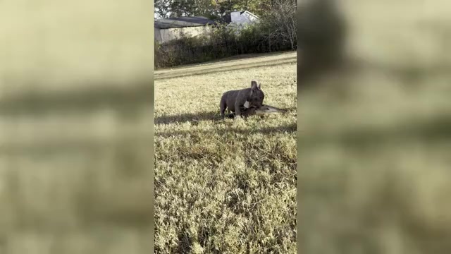 Video preview image #1 French Bulldog Puppy For Sale in MARIETTA, GA, USA