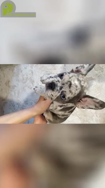 Video preview image #1 French Bulldog Puppy For Sale in SALEM, OR, USA