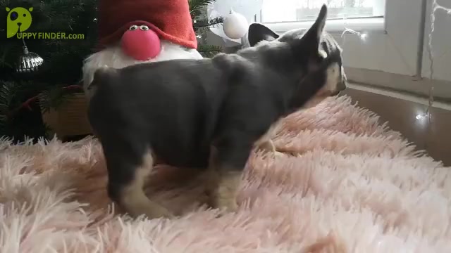Video preview image #4 French Bulldog Puppy For Sale in BOSTON, MA, USA