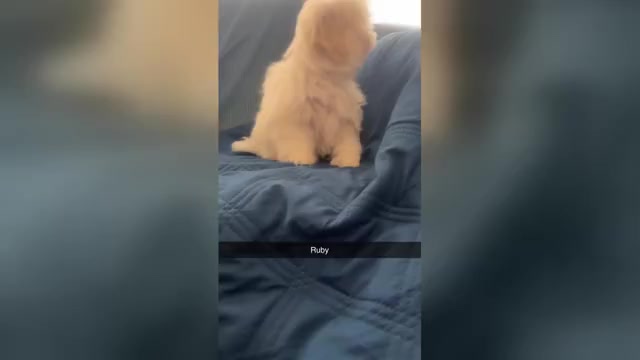 Video preview image #2 Maltipoo (Miniature) Puppy For Sale in HIGH POINT, NC, USA