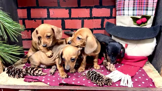 Video preview image #1 Dachshund Puppy For Sale in WAKARUSA, IN, USA