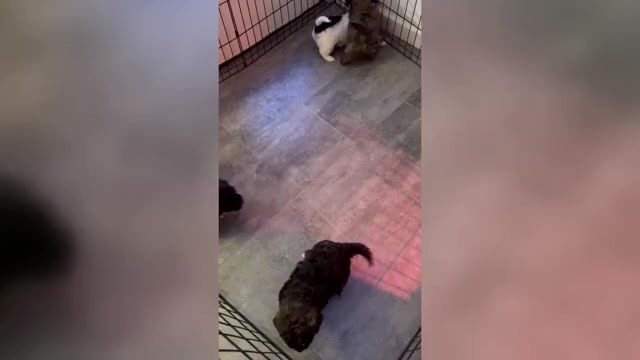 Video preview image #1  Breeder Profile in ORCHARDS, WA, USA