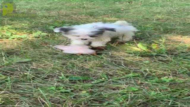 Video preview image #5 Maltipoo Puppy For Sale in WARSAW, IN, USA