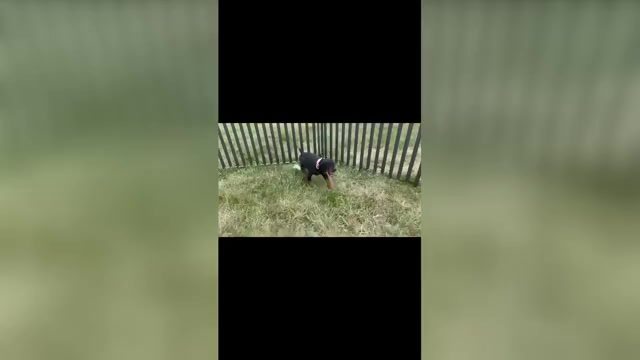 Video preview image #1 Doberman Pinscher Puppy For Sale in WARSAW, IN, USA