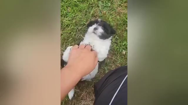 Video preview image #1 Havanese Puppy For Sale in VERNONIA, OR, USA