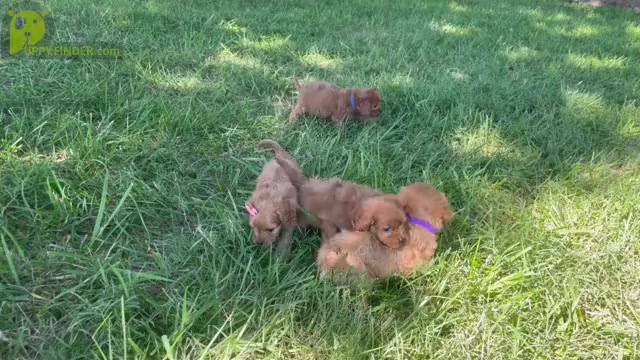 Video preview image #1 Cavapoo Puppy For Sale in ELKTON, KY, USA