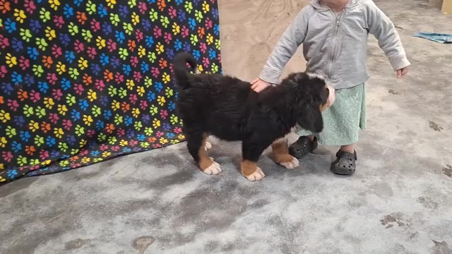 Video preview image #1 Bernese Mountain Dog Puppy For Sale in MEMPHIS, MO, USA