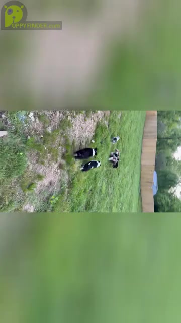 Video preview image #1  Breeder Profile in SWANNANOA, NC, USA