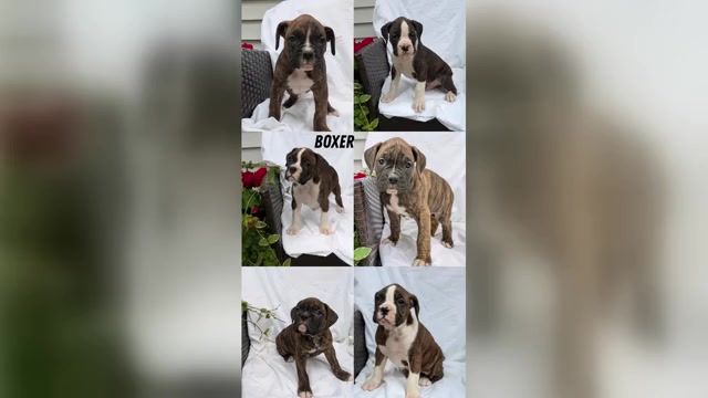 Video preview image #4 Boxer Puppy For Sale in GOSHEN, IN, USA