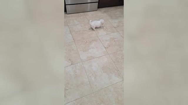 Video preview image #3 Maltese Puppy For Sale in CLERMONT, FL, USA