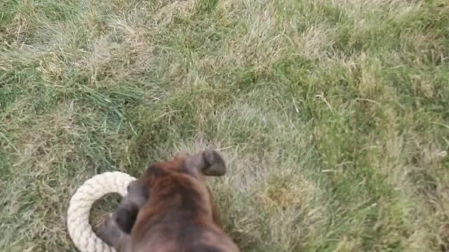 Video preview image #1 Boxer Puppy For Sale in SHIPSHEWANA, IN, USA