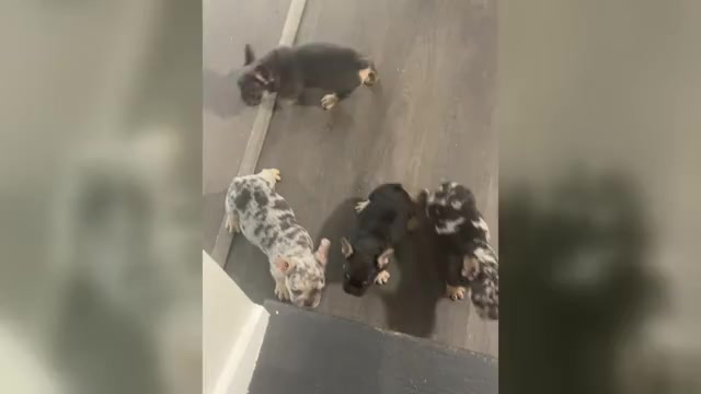 Video preview image #1 French Bulldog Puppy For Sale in DECATUR, GA, USA