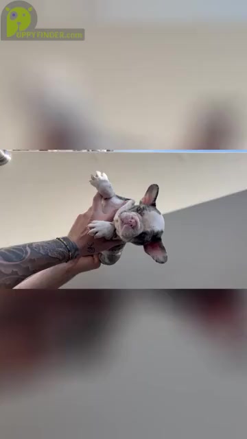 Video preview image #7 French Bulldog Puppy For Sale in SAN DIEGO, CA, USA
