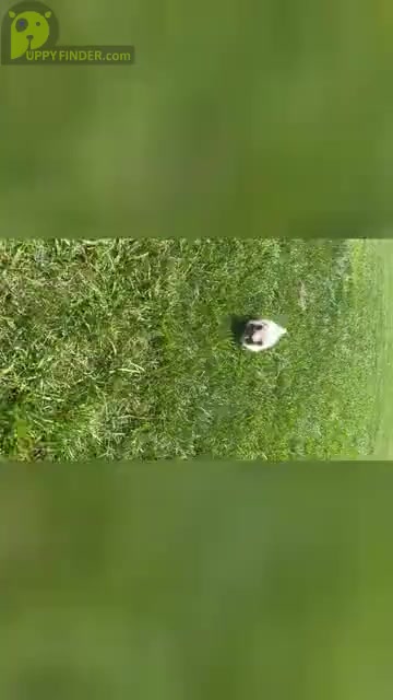 Video preview image #10 Pomeranian Puppy For Sale in WARSAW, IN, USA